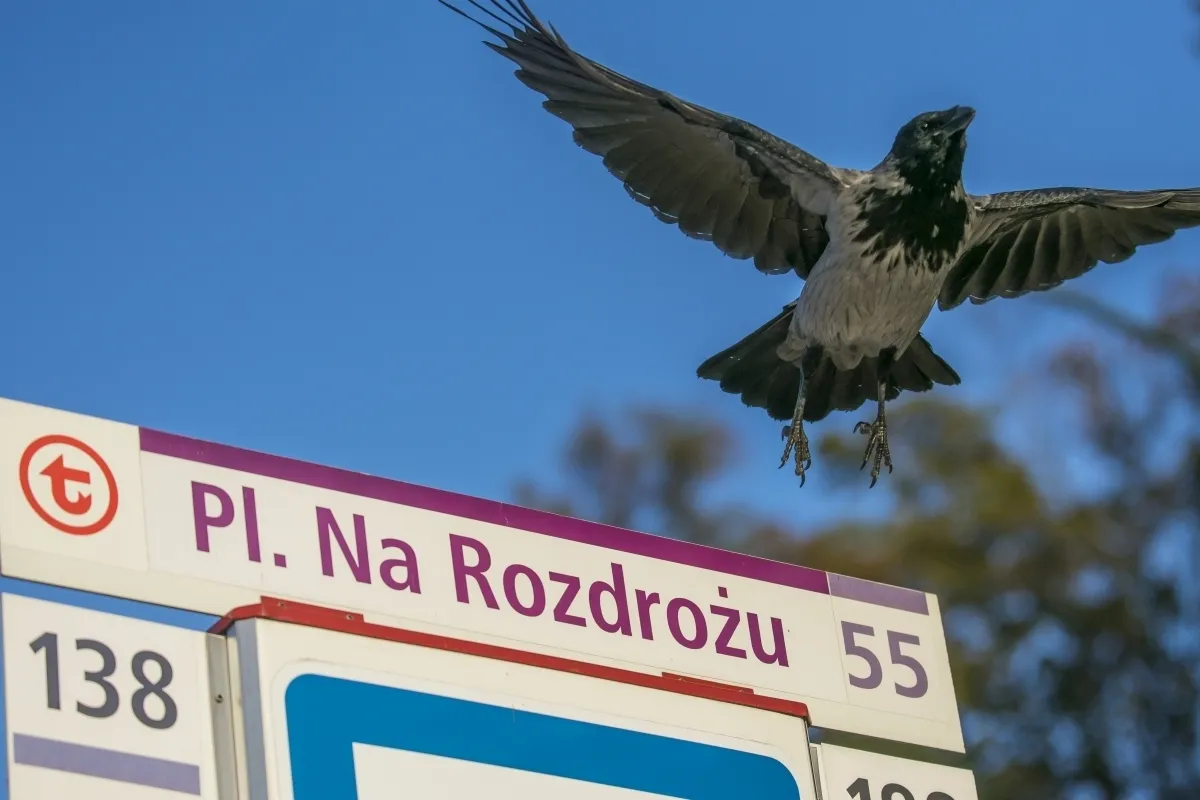 Hooded crow hovering above a street sign against blue sky